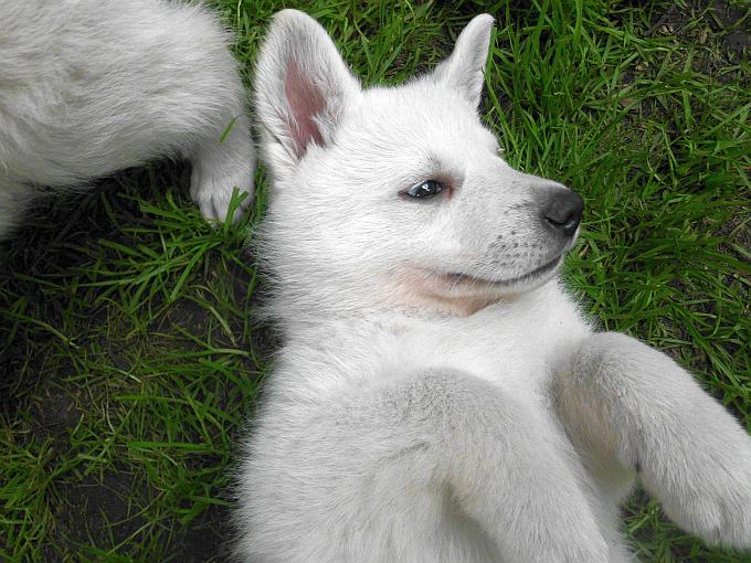 Weisser Schferhundwelpe von den Grenzgngern